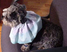 side view of Toby wearing his Ruffle Guard